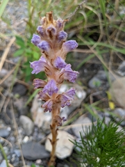 Orobanche coerulescens