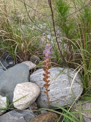 Orobanche coerulescens