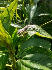 Zelus longipes