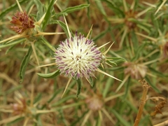 Centaurea pallescens