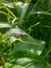 Zelus longipes