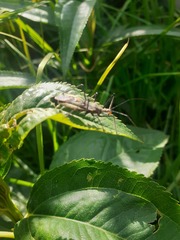 Zelus longipes