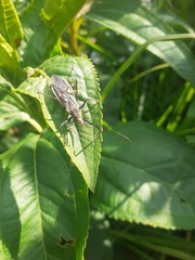 Zelus longipes