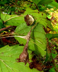 Mastophora phrynosoma