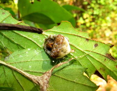 Mastophora phrynosoma