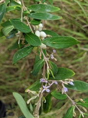 Daphne genkwa