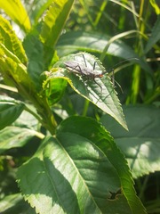 Zelus longipes