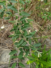 Daphne genkwa