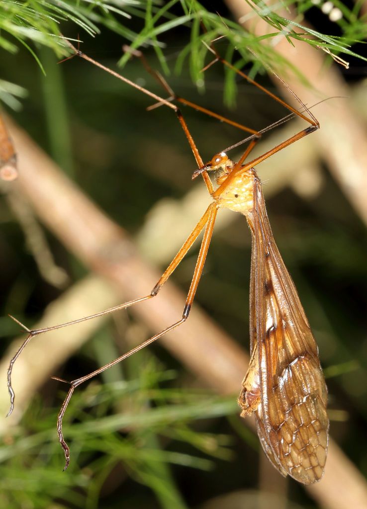 Bittacus selysi
