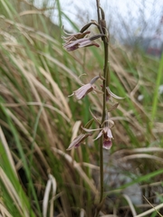 Eulophia dentata
