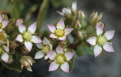 Crassula pellucida pellucida