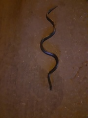 Atractus crassicaudatus