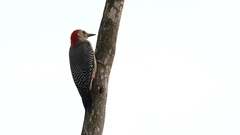 Melanerpes aurifrons