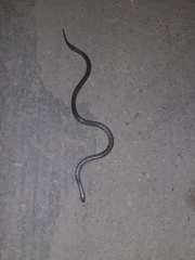 Atractus crassicaudatus