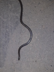 Atractus crassicaudatus