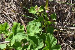Pelargonium vitifolium
