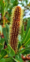 Banksia oreophila