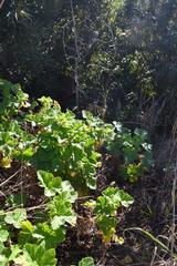 Pelargonium vitifolium