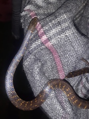 Atractus crassicaudatus