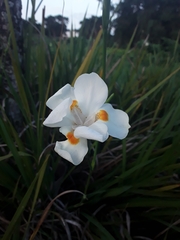 Dietes x 'nola alba'