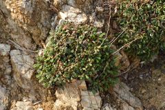 Limonium pseudominutum