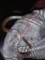 Atractus crassicaudatus
