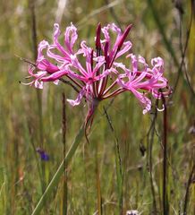 Nerine angustifolia