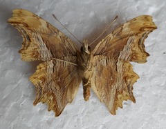 Polygonia egea