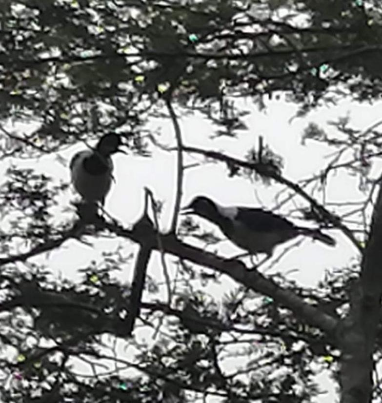 Cyanocorax image