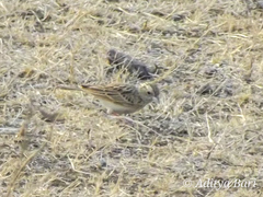 Mirafra erythroptera