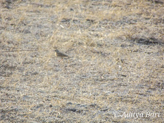 Mirafra erythroptera