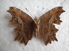 Polygonia egea