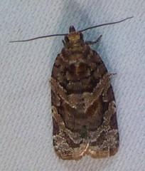 Argyrotaenia tabulana