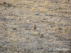 Mirafra erythroptera