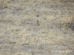 Mirafra erythroptera