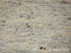 Mirafra erythroptera