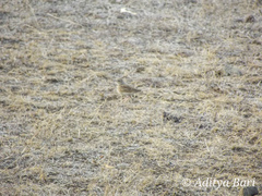 Mirafra erythroptera