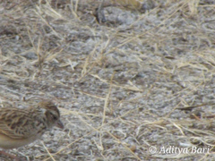 Mirafra erythroptera