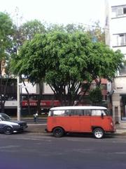 Ficus benjamina