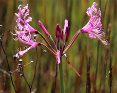 Nerine angustifolia