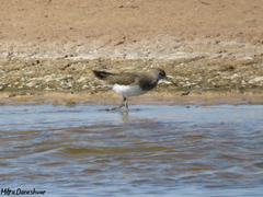 Tringa ochropus