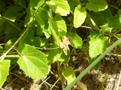 Aricoris indistincta