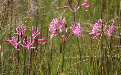 Nerine angustifolia