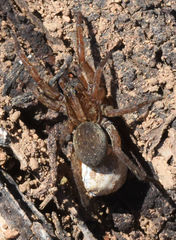 Varacosa