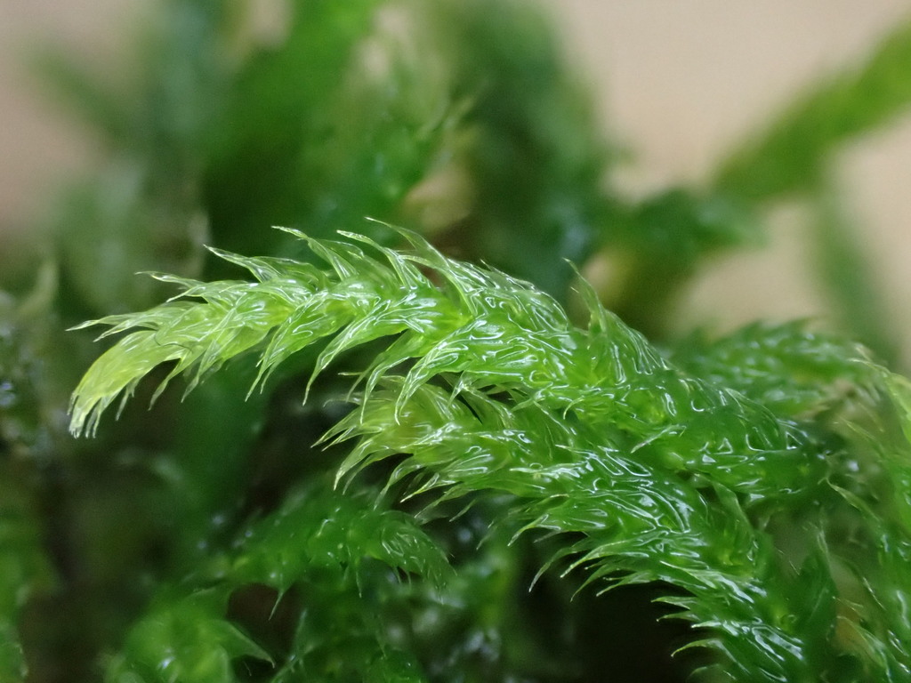 Cirriphyllum