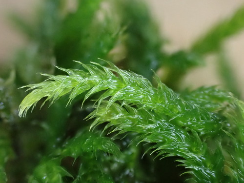 Representative image of Cirriphyllum