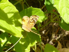 Aricoris indistincta