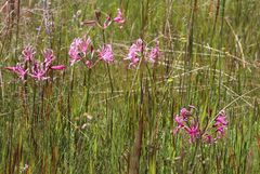 Nerine angustifolia