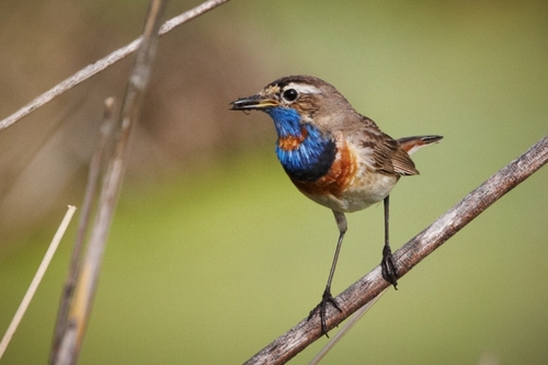 Blaukehlchen