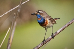Luscinia svecica svecica